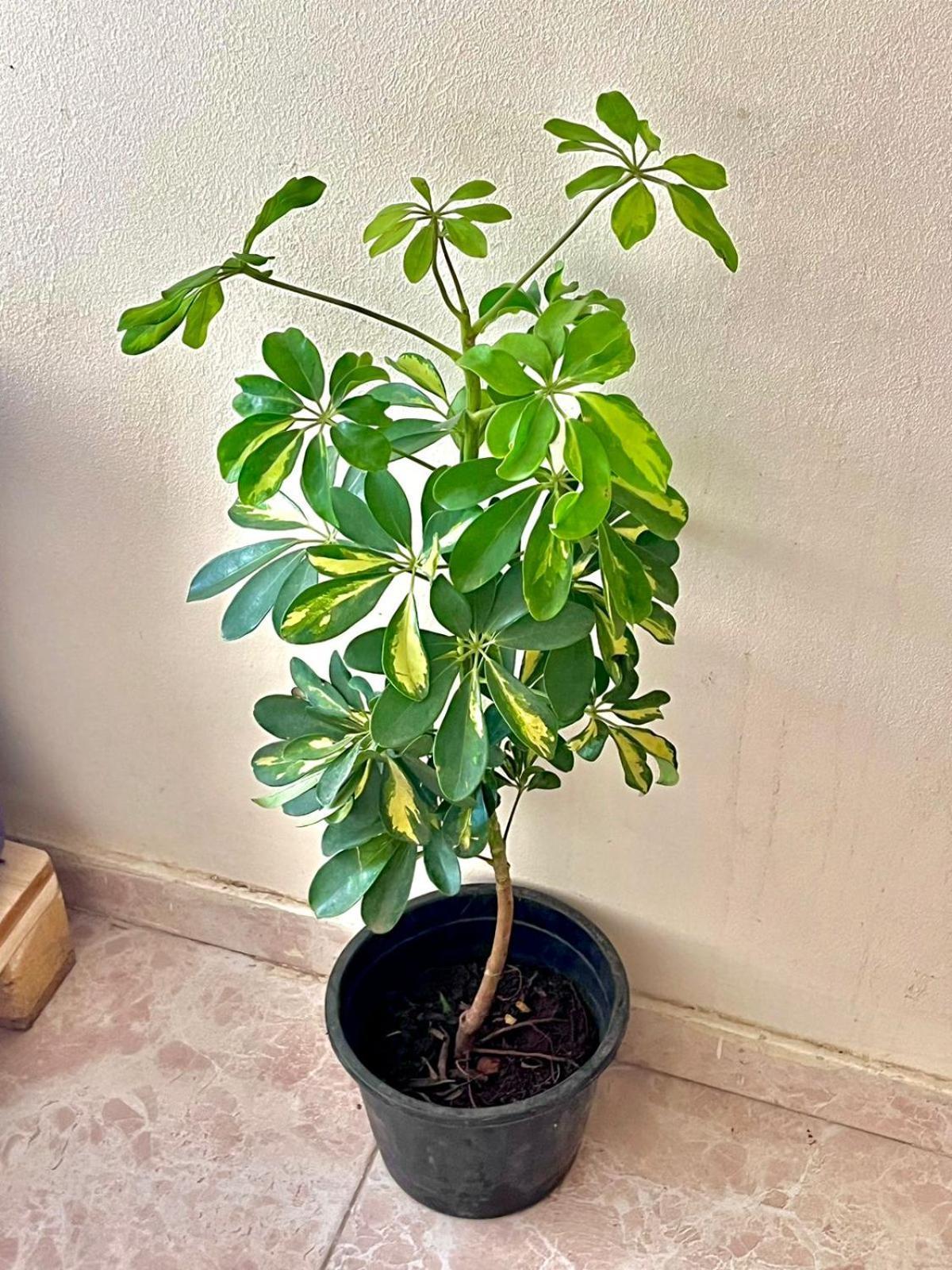 Taher Cairo Hostel מראה חיצוני תמונה